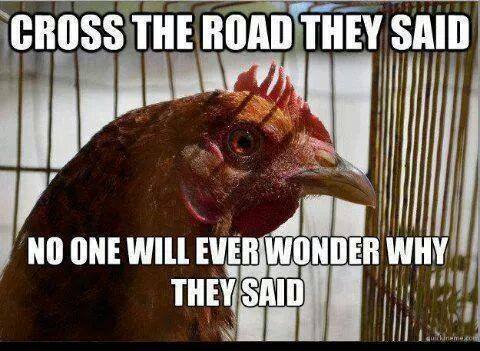 Why Did the Chicken Cross the Road?