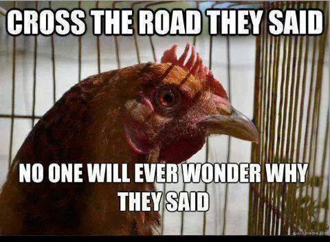 Why Did The Chicken Cross The Road Cape Gazette