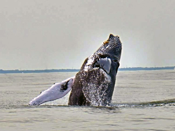 It Was A Whale Of Weekend Cape Gazette It Was A Whale Of Weekend Cape Gazette