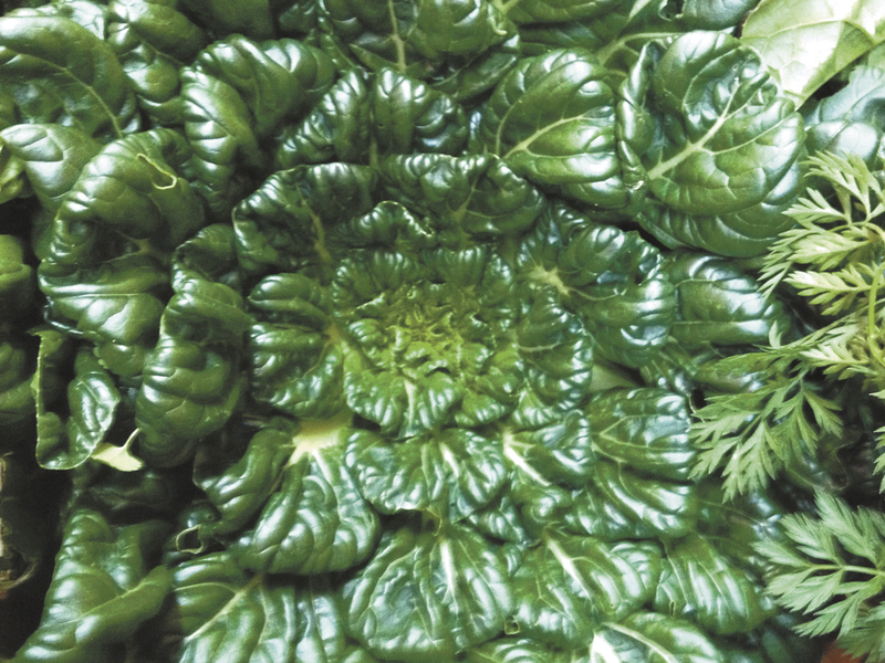 Prosperous Plants For Partial Shade Gardens Cape Gazette Asian Greens Such As Tatsoi All Grow Well With Just A Few Hours Of Sunlight