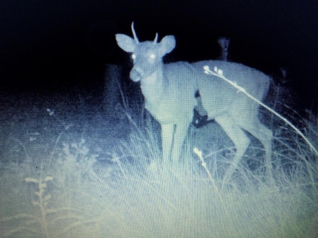 wounded deer trail cam