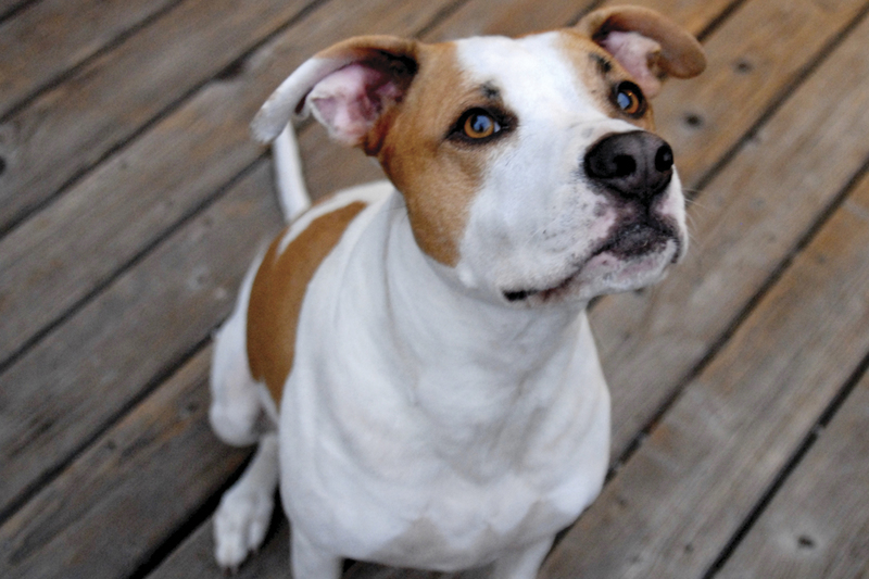 Mispillion Kennel Club obedience class open house set Jan. 28 Cape