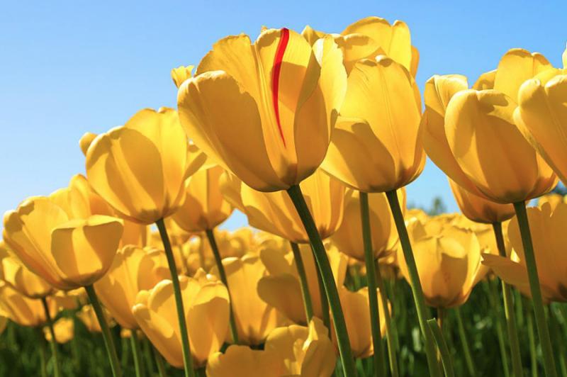 Children’s Learning Garden fundraiser shines at Lewes Tulip Festival