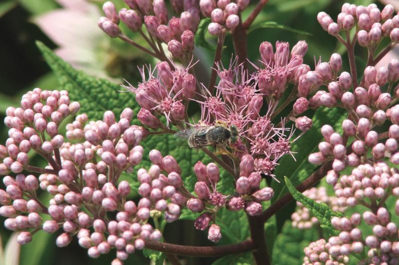 Common milkweed (Asclepias syriaca) is one of the native plants that will be available for sale April 30. SOURCE SUBMITTED