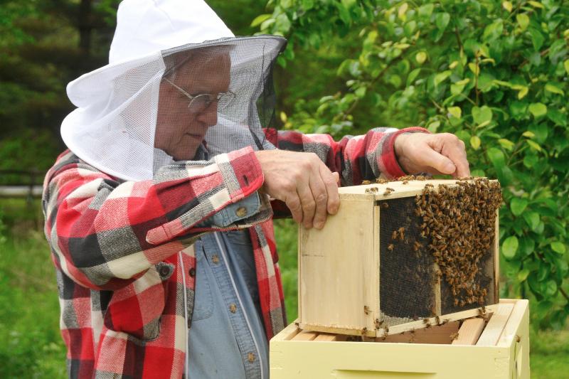 Experienced beekeeper Dean Hoover checks on bees in a new hive at Black Hog Farm in Lewes. BY RON MACARTHUR
