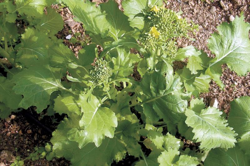 Rapini is diminutive of turnpi, and is also called broccoli rabe Cape Gazette