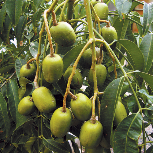 June plum deals