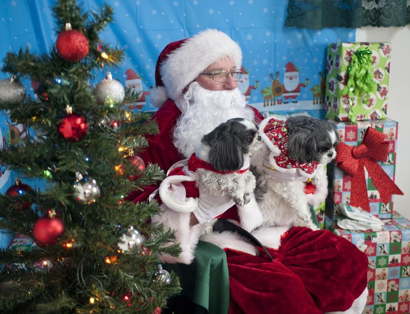 owner mitch schue plays santa claus and poses for photos with a pair of shih tzus - When Is Christmas Celebrated owner mitch schue plays santa claus and poses for photos with a pair of shih tzus - When Is Christmas Celebrated