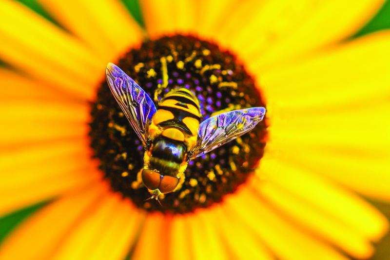 Delaware unveils final bee protection plan Cape Gazette