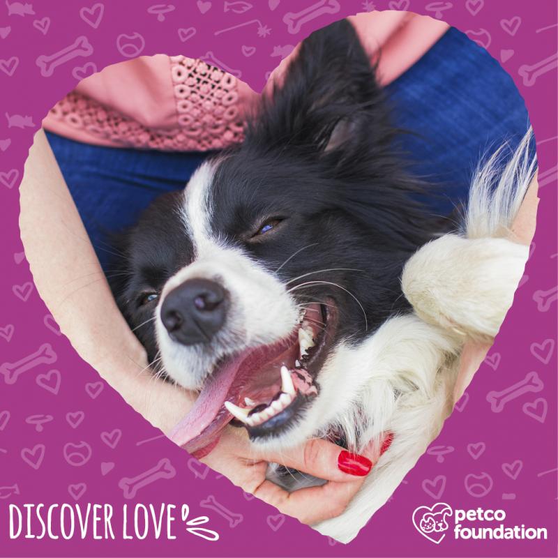 Discover Love at Rehoboth Petco Cape Gazette
