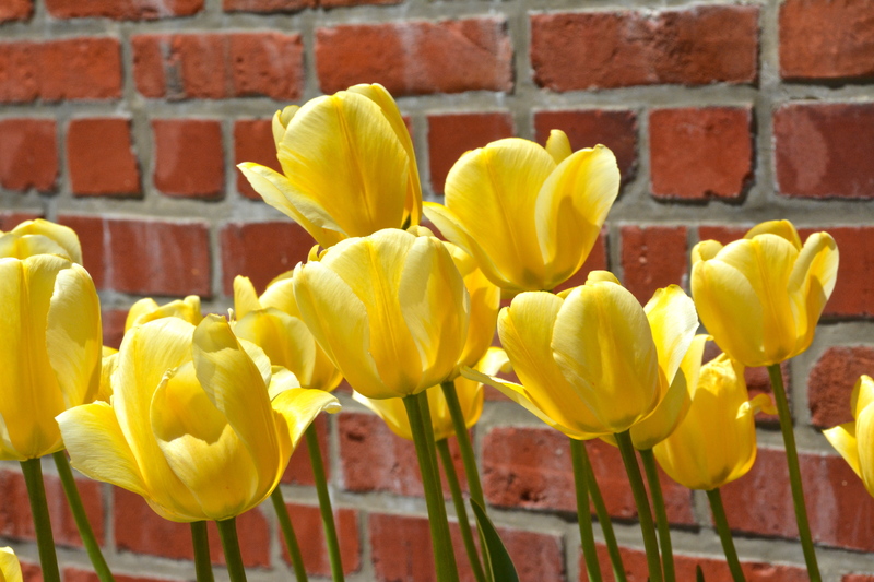 Lewes in Bloom to exhibit at Lewes Tulip Celebration April 8 Cape Gazette