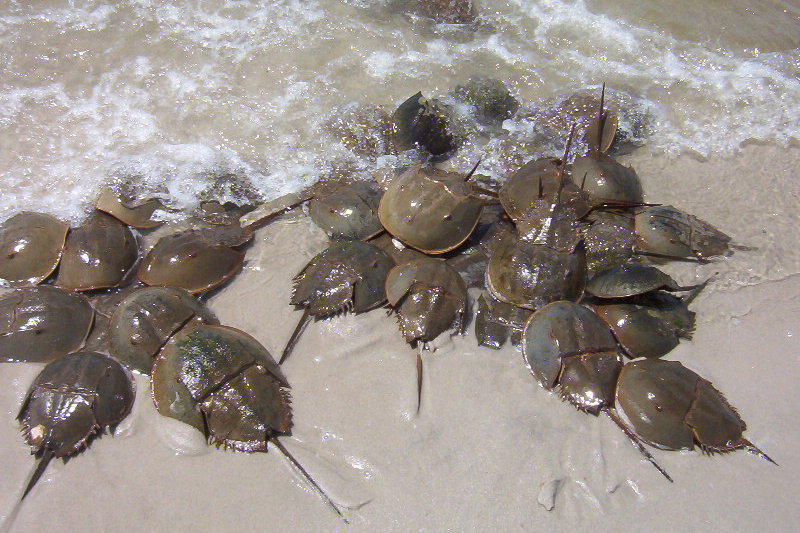 Delaware Center for the Inland Bays seeks volunteers for Horseshoe Crab