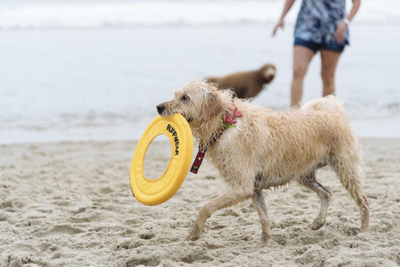 Doodle Romp at Dewey Beach a furry affair Cape Gazette