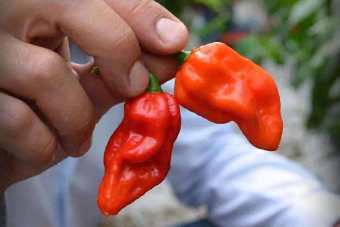 Plant Hot Peppers In Full Sun In Rich Deep Soil Cape Gazette Plant Hot Peppers In Full Sun In Rich Deep Soil Cape Gazette