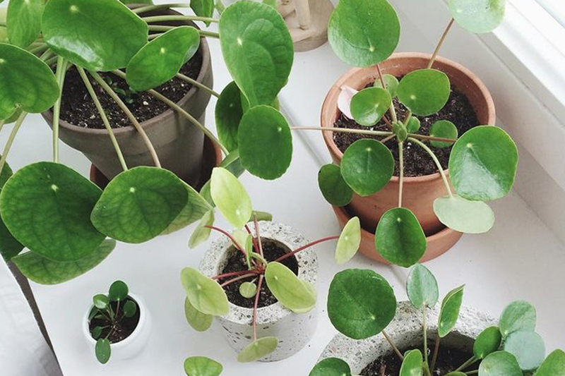 Propagating shop money plant