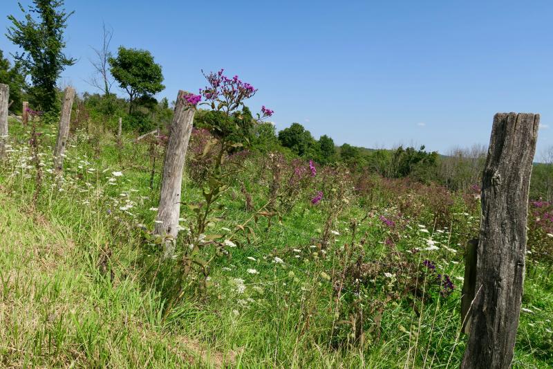 In addition to our faithful readers, and with the exception of the bloodthirsty cur dogs on ridge roads, we’ve been accompanied by wonderful friends on our adventure. The wildflowers have been spectacular, like these on a back Ohio road. There have also been endless butterflies, screeching redtail hawks, owls in the early morning trees, pileated woodpeckers, deer and chipmunks and squirrels, beavers, and legions of brilliant goldfinches.
