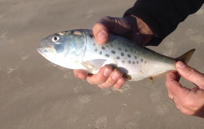 Measuring menhaden's importance