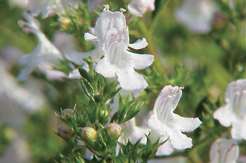 Image of Winter savory plant in a vase