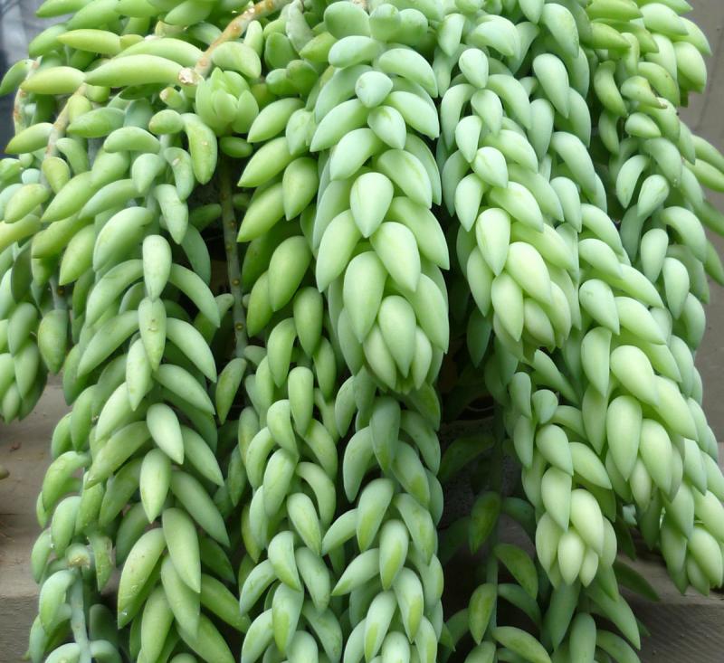 Try a donkey's tail for an easy-care Cape Gazette