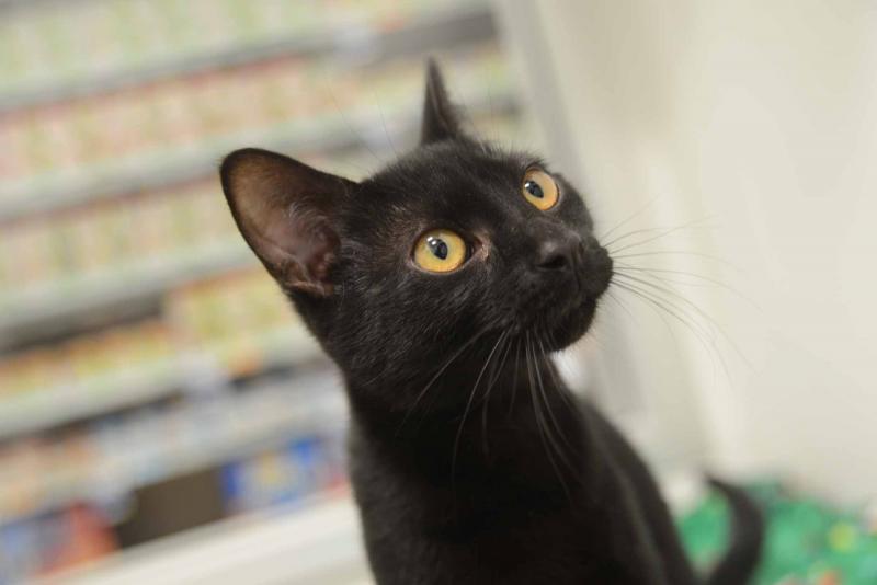 20 HQ Photos Cat Adoption Near Me Petsmart : Adopt A Pet Near You Petsmart Charities