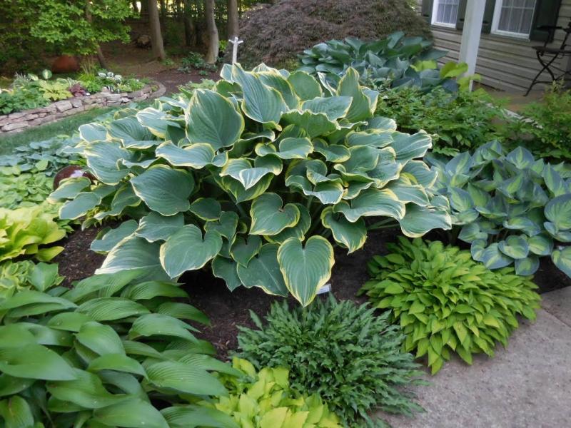 American Hosta Society Convention set June 2023 in Philadelphia Cape