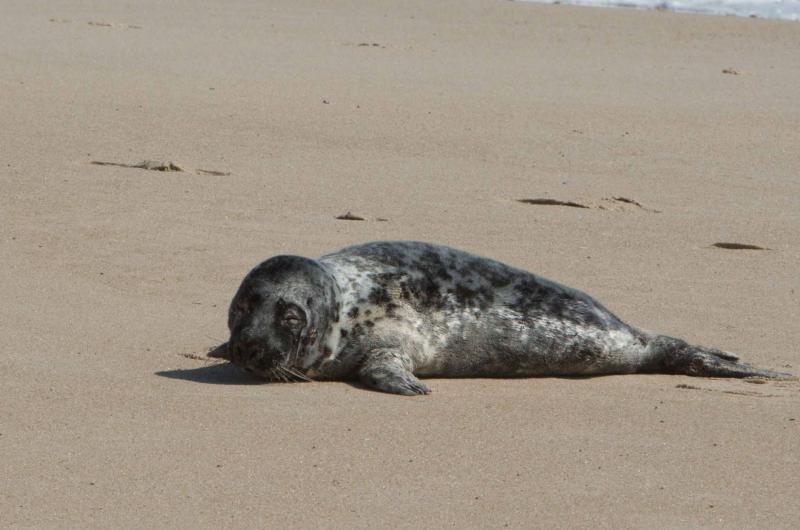 baby seal washes ashore
