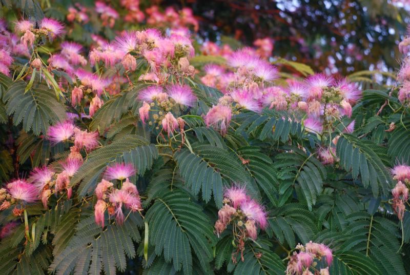 This Tree With Lacy Graceful Leaves Is The E H Wilson Mimosa Tree Cape Gazette