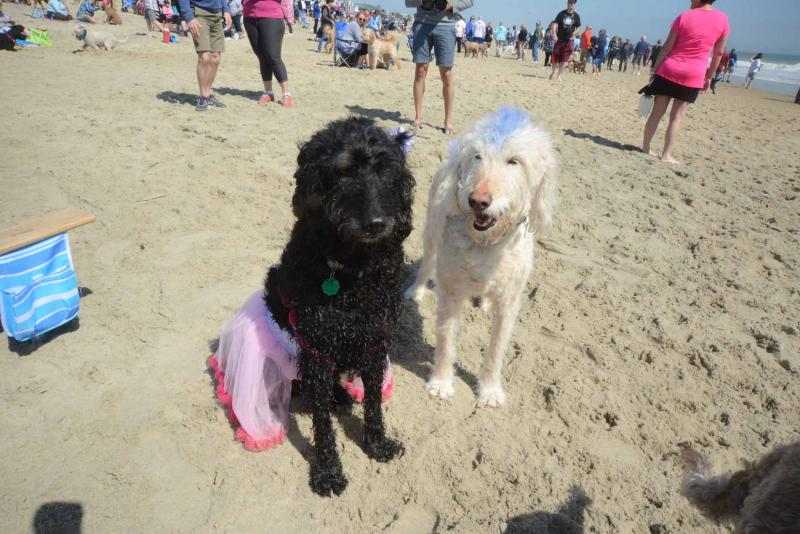 Doodles in Dewey for 13th Annual Romp | Cape Gazette