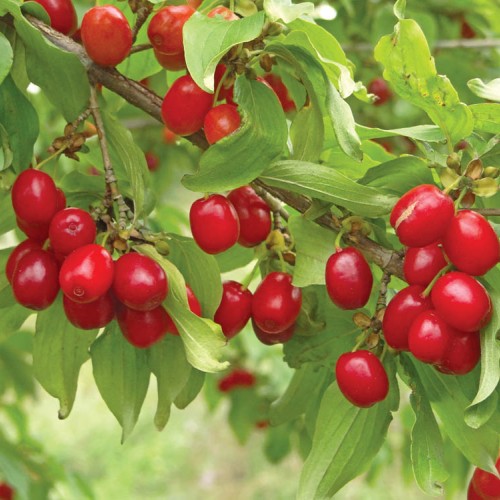 Plant dogwoods in partial shade for best results Cape