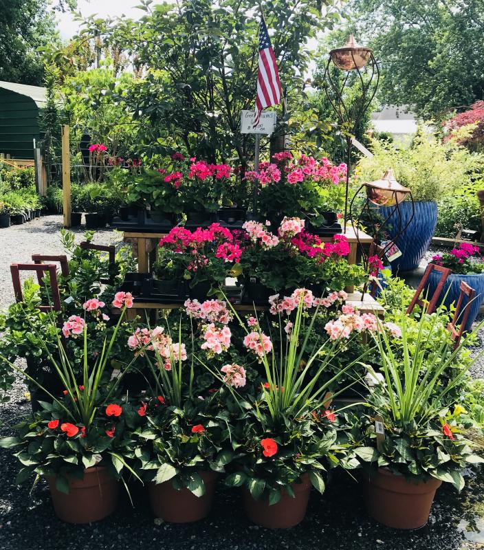 Abundance of Blooms at Wharton’s Garden Center Cape Gazette