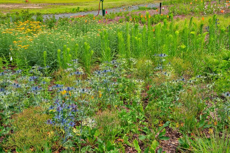 Longwood Gardens Interns Visit Delaware Botanic Gardens Site