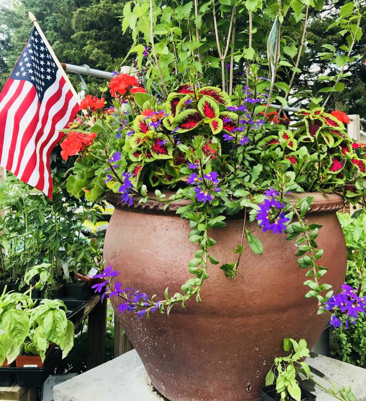 Abundance of Blooms at Wharton’s Garden Center | Cape Gazette