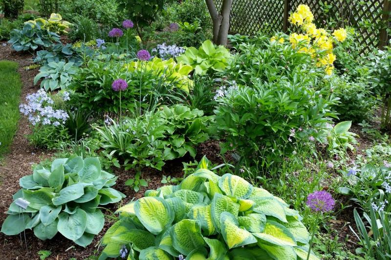 American Hosta Society Convention set June 2023 in Philadelphia Cape