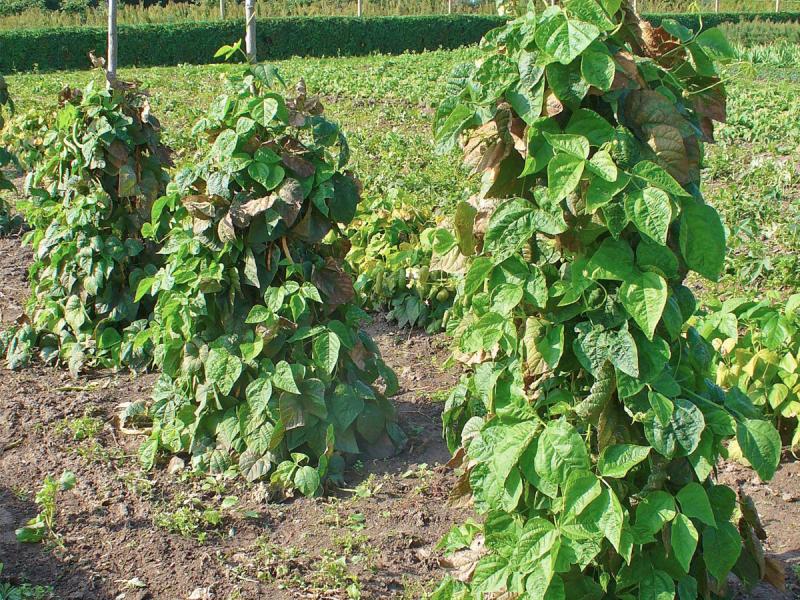 Image of Beans plant in summer