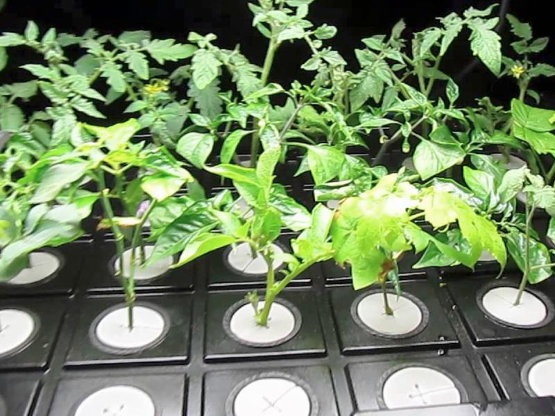 plant cloning process