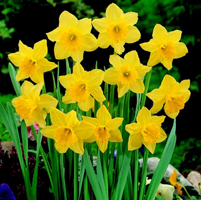 King Alfred - Daffodil Bulbs (Trumpet), Flower Bulbs