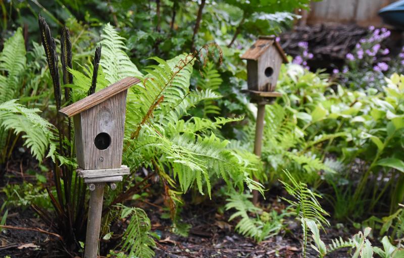 Birdhouses pop out of the garden of John Kennedy.