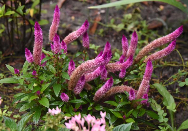 Purple Flamingo Celosia in Brian King and richard McFetridge’s garden.