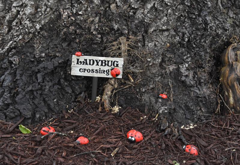 Keep an eye out for ladybugs in the garden of Mary and Walt Goering.