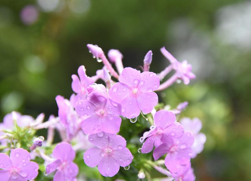 Moisture sticks to these pink flowers.
