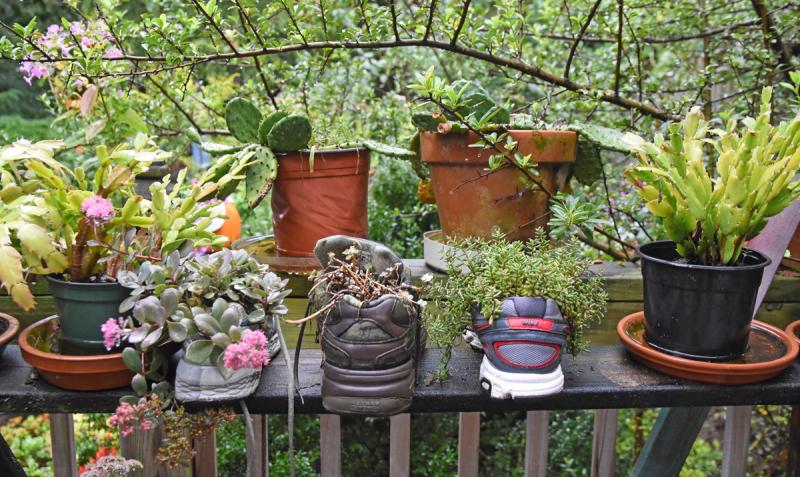 Kathryn Greig will use anything as a planter.