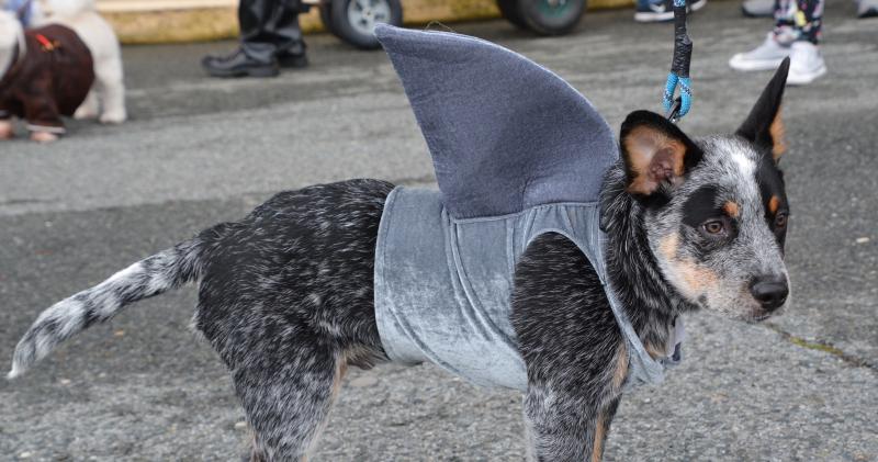 Mako, an Australian cattle dog, dresses as a shark. His owners are the Chambers family of Seaford. RON MACARTHUR PHOTO