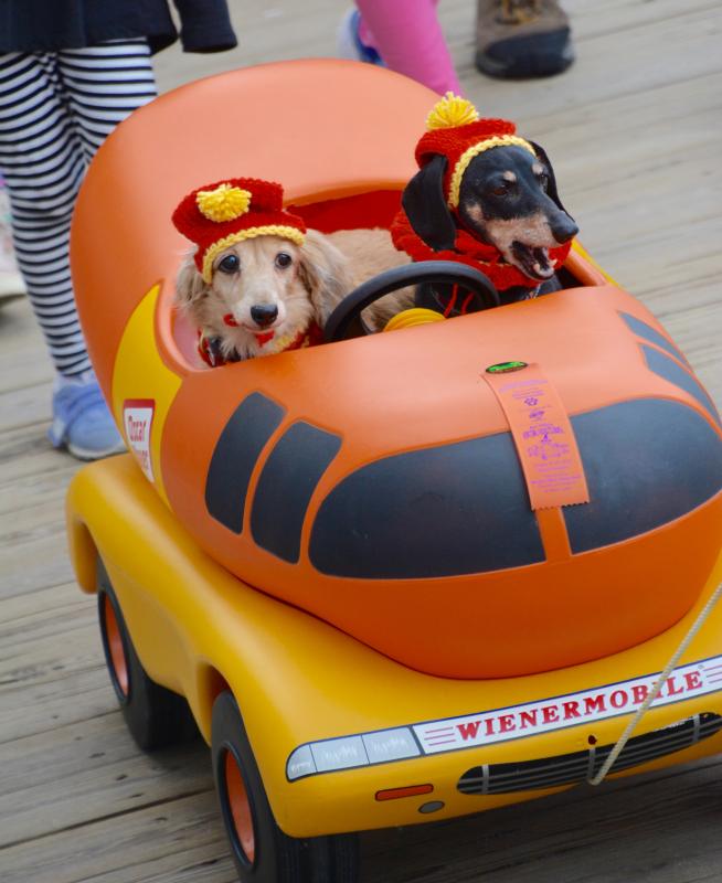 Winners named in Sea Witch dog parade Cape Gazette