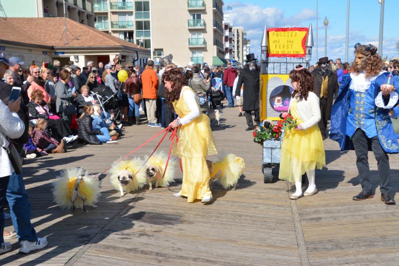 Mary Clayton and family with Puggies and the Beast – “A Tail as Old as Time” – are a crowd favorite as well as a prize winner. RON MACARTHUR PHOTO