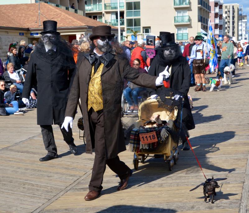 The “Paw” bearers escort their Chihuahuas down the Boardwalk in antique carriages. RON MACARTHUR PHOTO