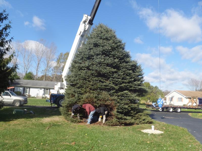 Lewes couple donates Christmas tree Cape Gazette