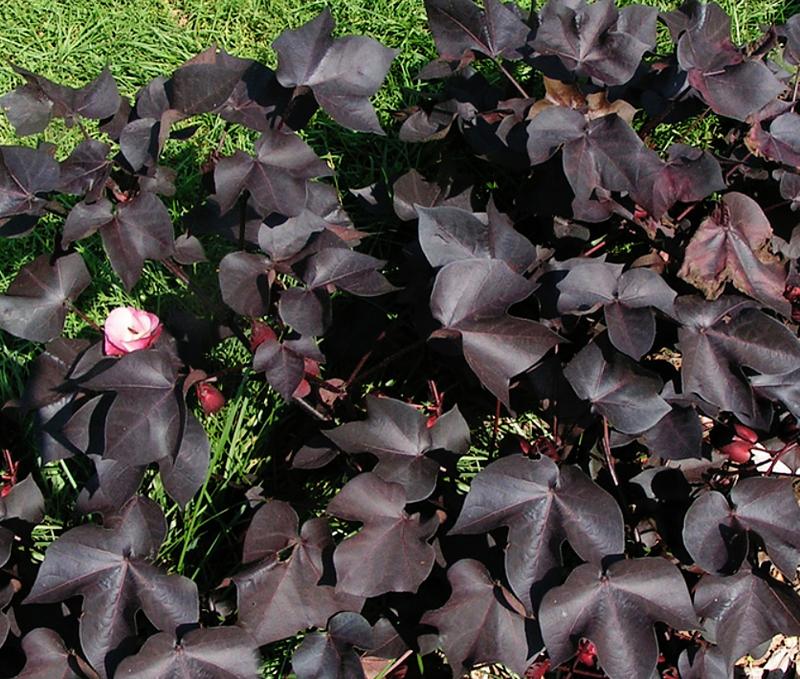 Find Black Cotton plants from online specialty nurseries