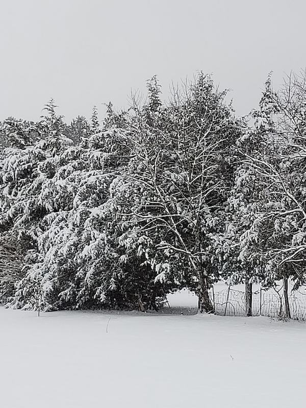 Liz Dittmar’s aptly titled “Winter Wonderland.”