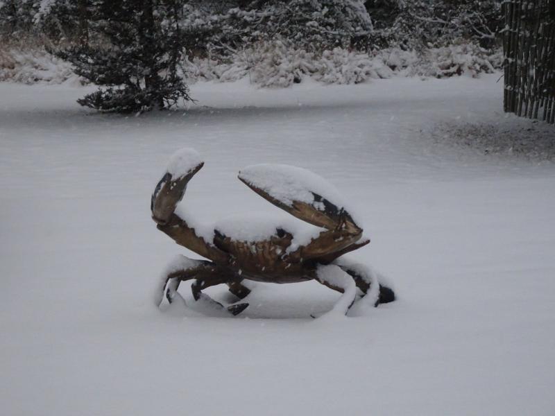 Greg Pearsall captured a photo of the elusive snow crab.