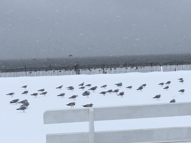 Arleen Laporte snapped these snow-covered gulls on Lewes Beach.